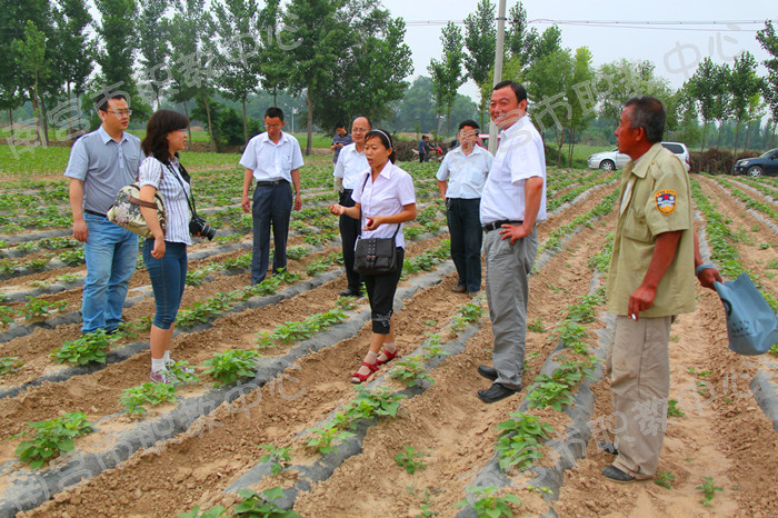 中央国家机关青年实践代表团在南便乡紫薯种植基地调研